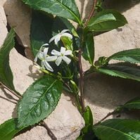 LIGHT BLUE CAPRI IN LOVE  50ml-228415 LIGHT BLUE CAPRI IN LOVE  50ml-228415 4